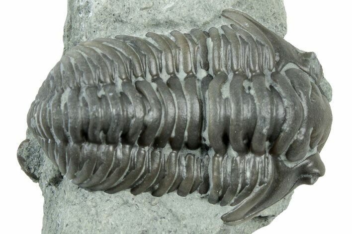 Long Prone Flexicalymene Trilobite - Indiana #325810